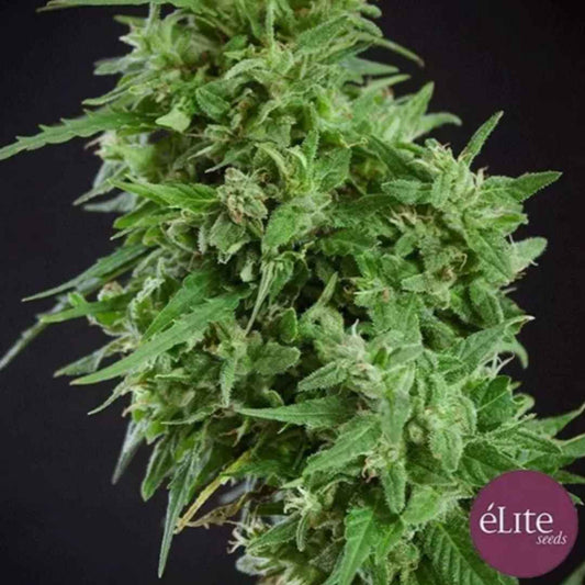 Amnesia Haze Ultra CBD Blüte mit dichten, harzigen Buds und hellgrünen Blättern