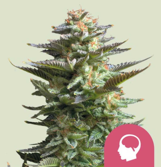 Amnesia Haze Blüte mit dichter Harzschicht, orangefarbenen Stempeln und gezackten dunkelgrünen Blättern.