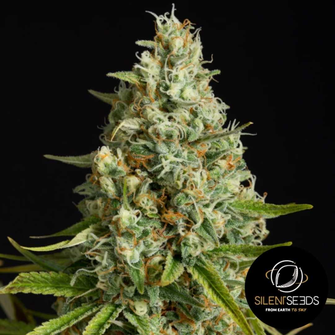 Dichte Amnesia Lemon Blüte mit orangefarbenen Härchen und kristallartiger Harzschicht.