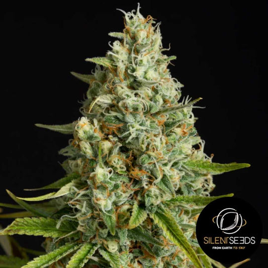 Dichte Amnesia Lemon Blüte mit orangefarbenen Härchen und kristallartiger Harzschicht.