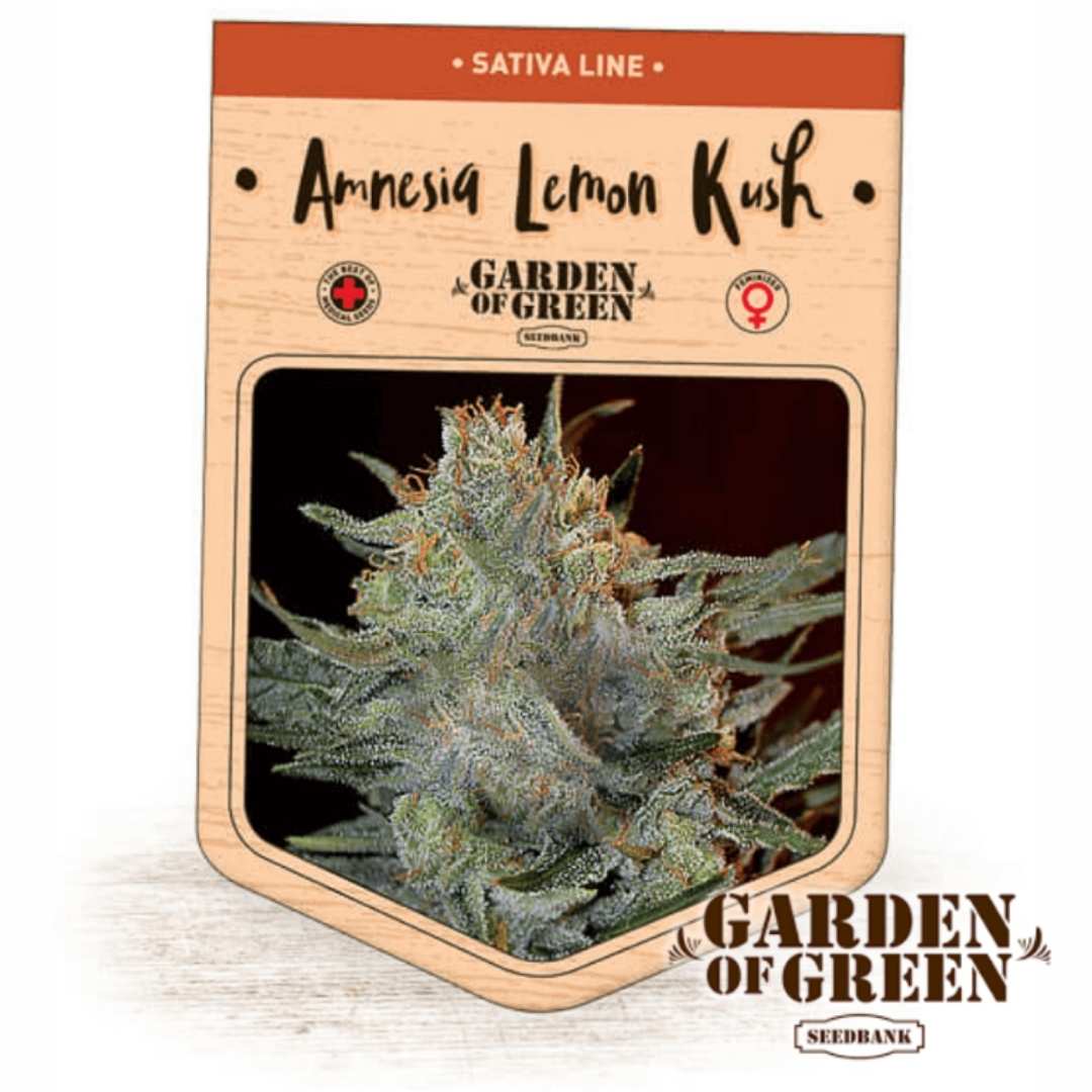 Amnesia Lemon Kush Blüte mit dichten, harzigen Trichomen und zitronigen Sativa-Merkmalen