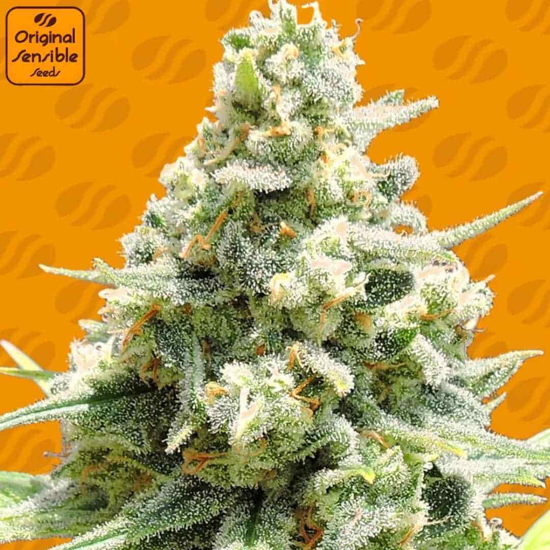 Dichte, harzige Cannabisblüte von Amnesia Lemon Kush mit vielen Trichomen und orangefarbenen Blütenfäden