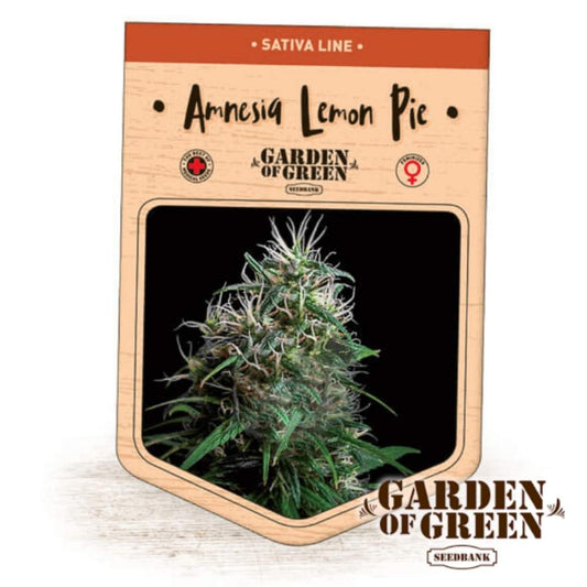 Amnesia Lemon Pie Samenverpackung mit harzigem, zitronigem Blütenstand von Garden of Green