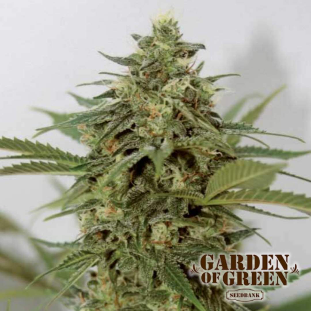 Harzige Amnesia Lemon Pie Blüte mit dichten Buds und zitronigen Sativa-Strukturen