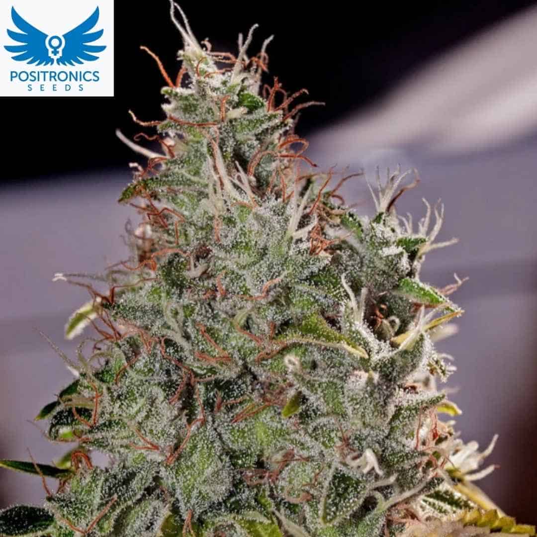 Amnesia Mistery Cannabis Blüte mit dichten harzigen Buds und orangefarbenen Stempeln in der späten Blütephase