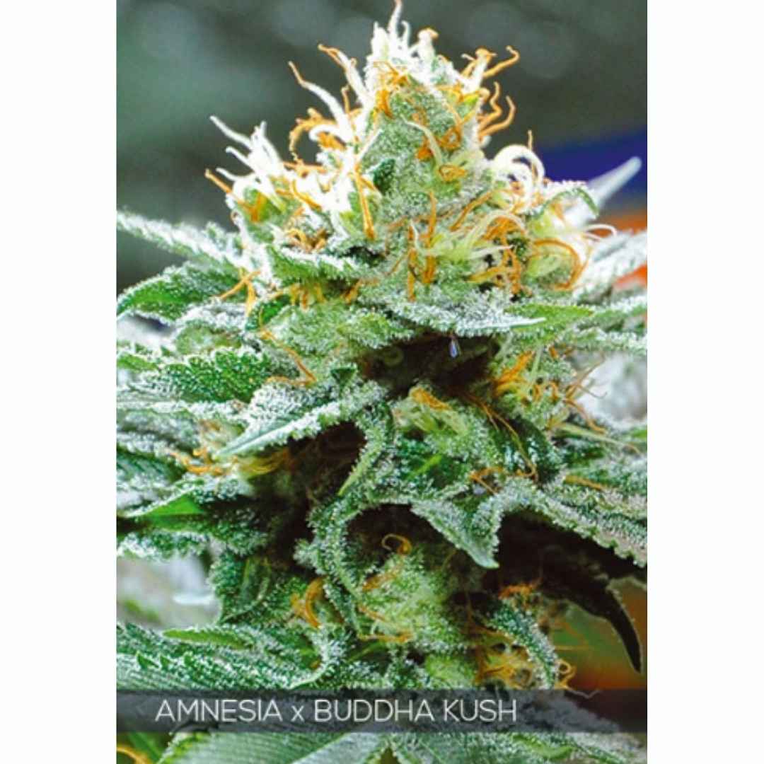 Amnesia x Buddha Kush von Vision Seeds mit dichter grüner Blüte und sichtbarer Trichomschicht