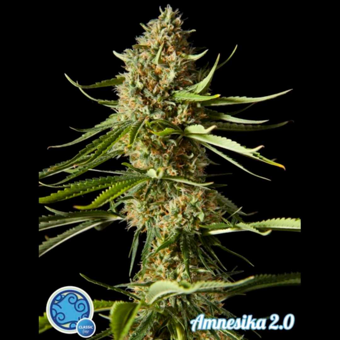 Amnesika 2.0 Cannabis Blüte mit dichten harzigen Buds und langen schmalen Blättern
