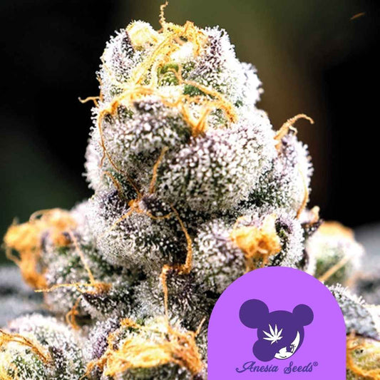 Anesia Scout Cookies (Anesia Seeds) feminisiert