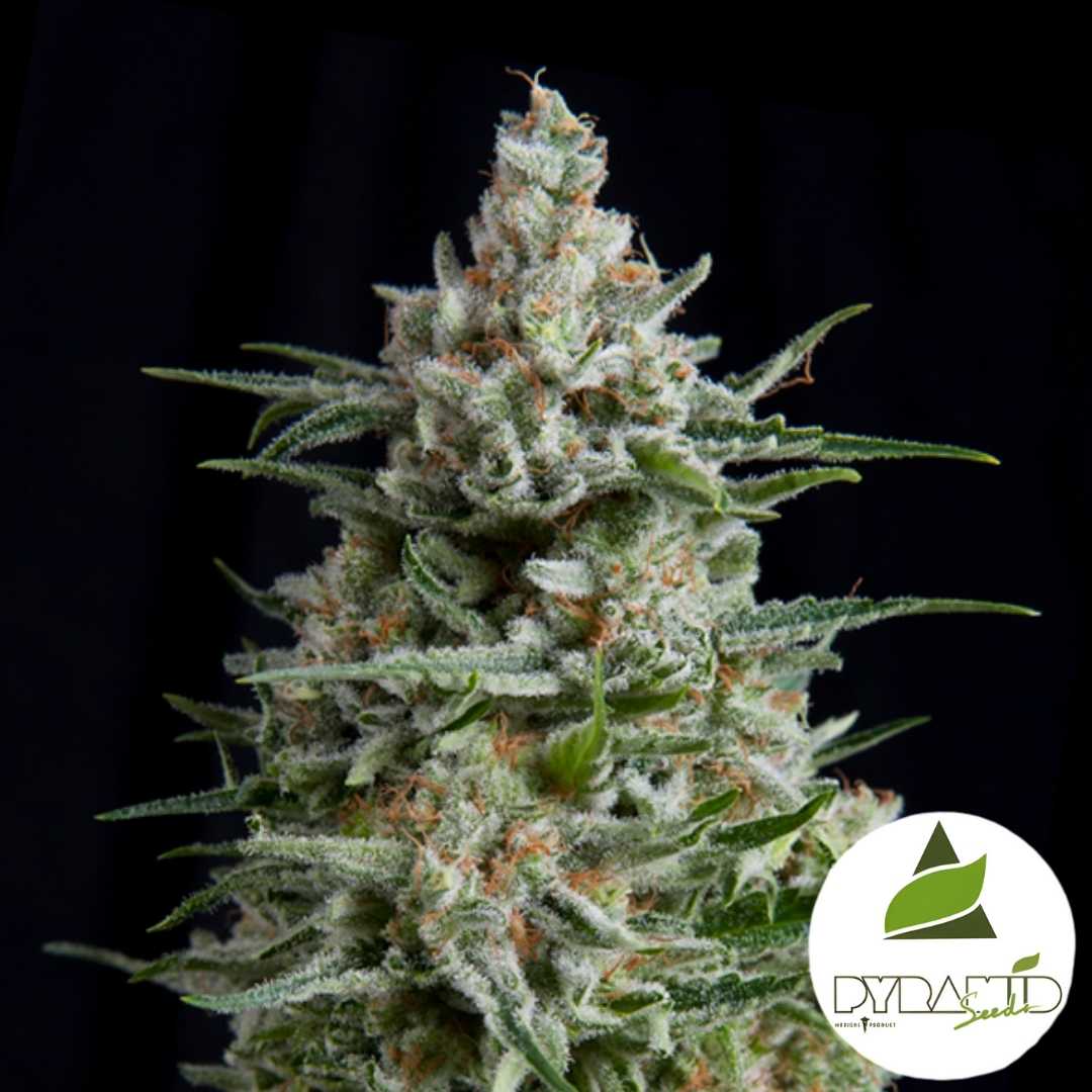 Dicht bewachsene Anesthesia CBD Blüte mit harzigen Trichomen und orangefarbenen Blütenhärchen.