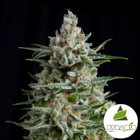 Dicht bewachsene Anesthesia CBD Blüte mit harzigen Trichomen und orangefarbenen Blütenhärchen.
