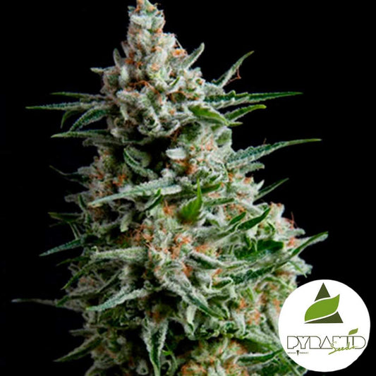 Dichte Anesthesia Blüte mit harzüberzogenen Trichomen und orangefarbenen Blütenhaaren