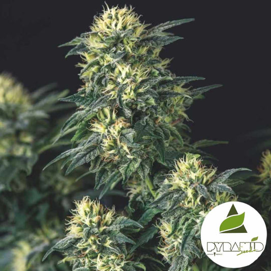 Dichte Blüten der Sorte Anesthesia x Runtz mit harzüberzogenen Kelchen und gelbgrünen Blütenhaaren.