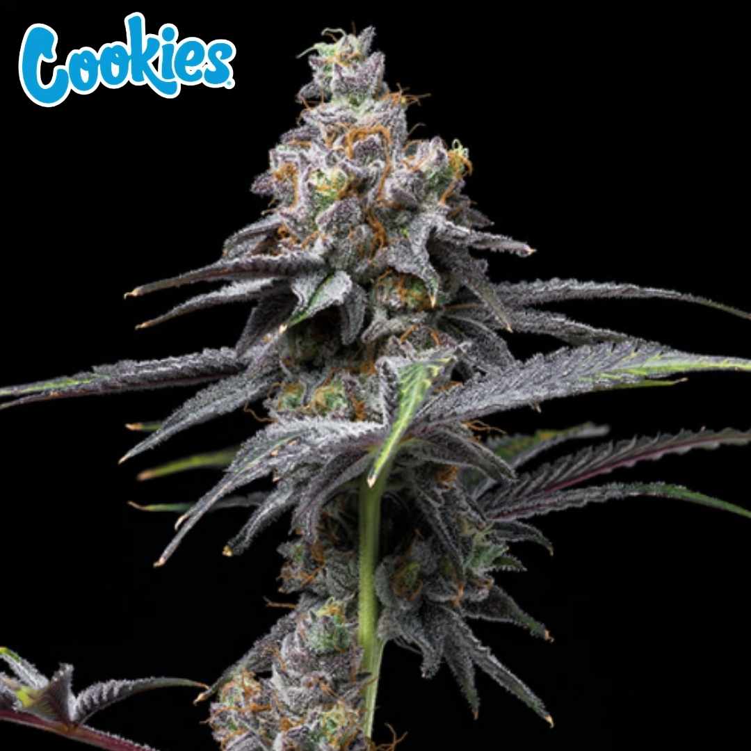 Animal Cake X Hollywood Bud mit dichten, harzigen Blüten und violetten Blättern, reif und kristallreich
