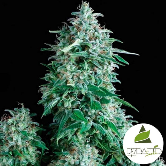 Dicht bewachsene Anubis Cannabispflanze mit harzreichen, kompakten Blüten und kräftig grünen Blättern.