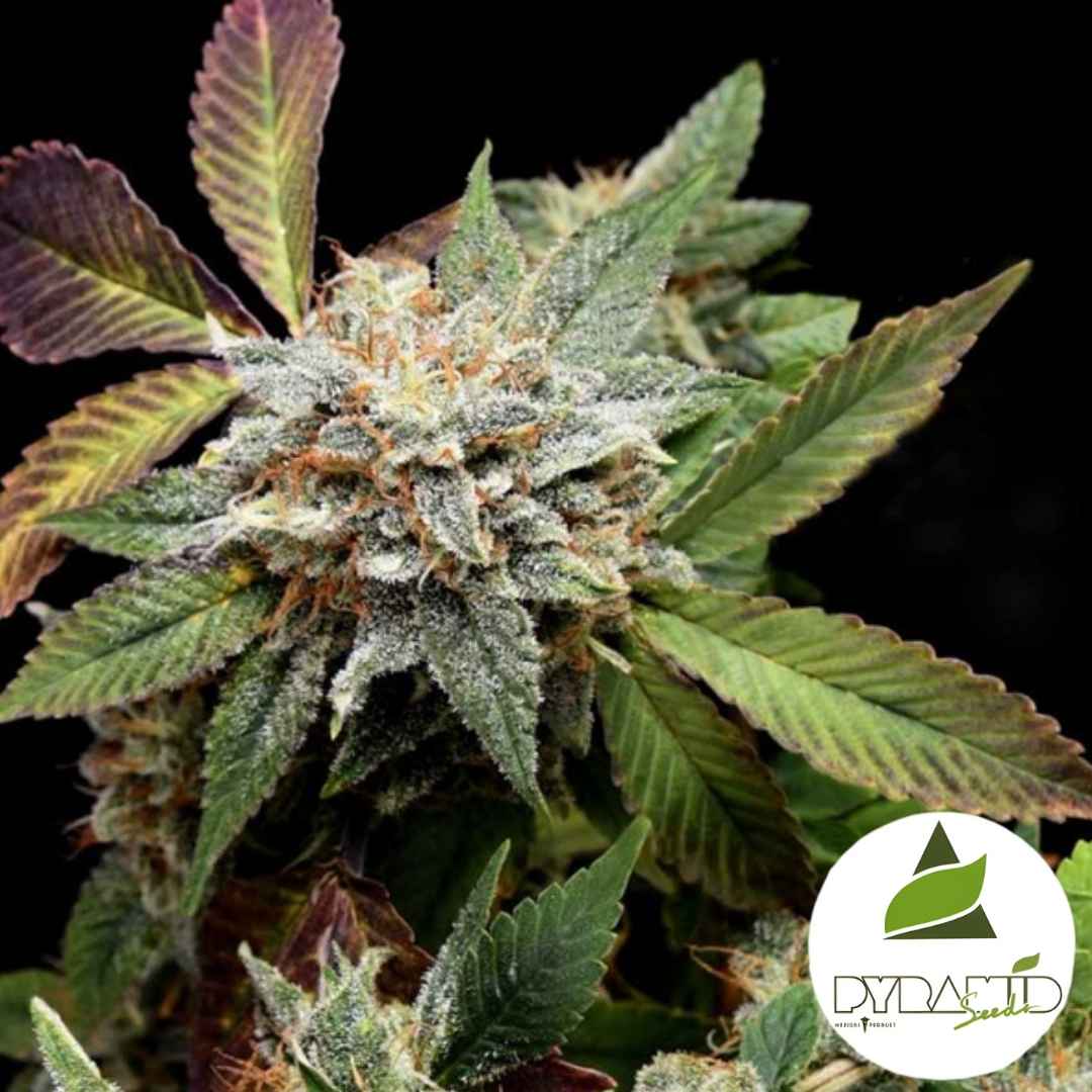 Harzige Anubis x Sunset Sherbet Blüte mit orangefarbenen Fäden und frostigem Trichombelag.