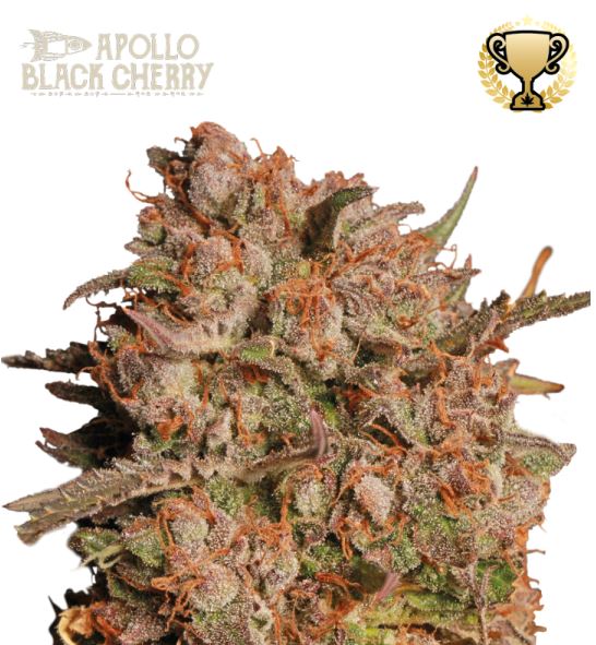Auto Apollo Black Cherry Blüte mit dichten, harzigen Buds, orangefarbenen Stempeln und kompakter Struktur