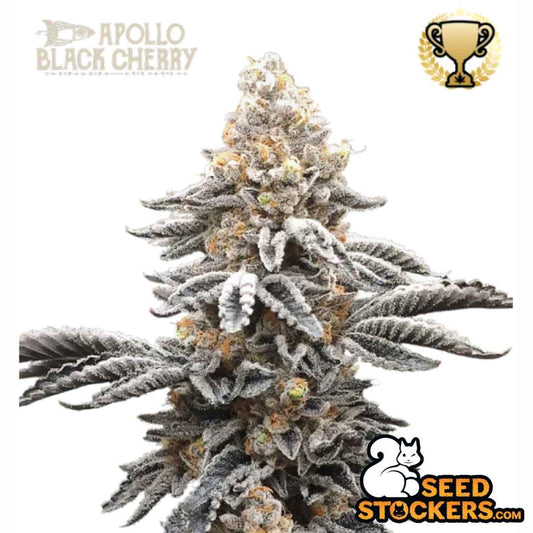 Frostige Apollo Black Cherry Blüte mit dichten Trichomen und orangefarbenen Härchen