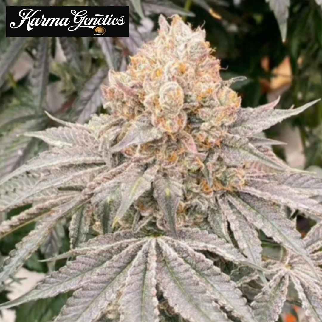 Apple B Cannabisblüte mit frostigen Trichomen, dichten Kelchen und orangefarbenen Blütenfäden