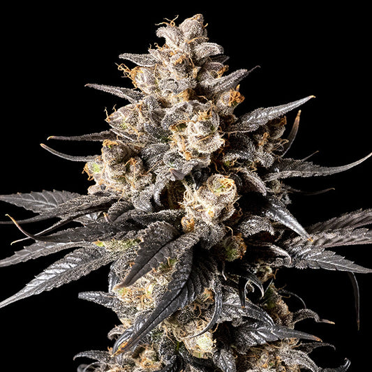 Apple Banana Bud mit dicker Harzschicht, orangefarbenen Stigmen und dunklen, gezackten Blättern in kräftiger Blütenstruktur.