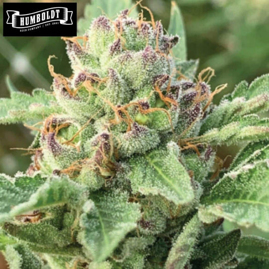 Blühende Apple Blossom Cannabisblüte mit harzigen Trichomen und orangefarbenen Stempeln