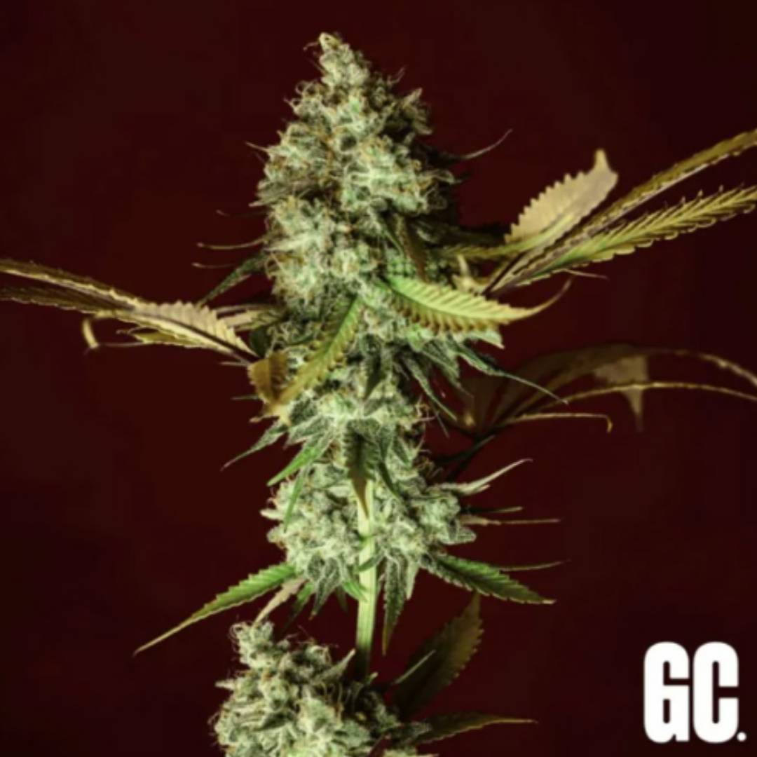 Apple Cru Cannabisblüte mit dichter Harzschicht, grünen Blättern und kompaktem Bud