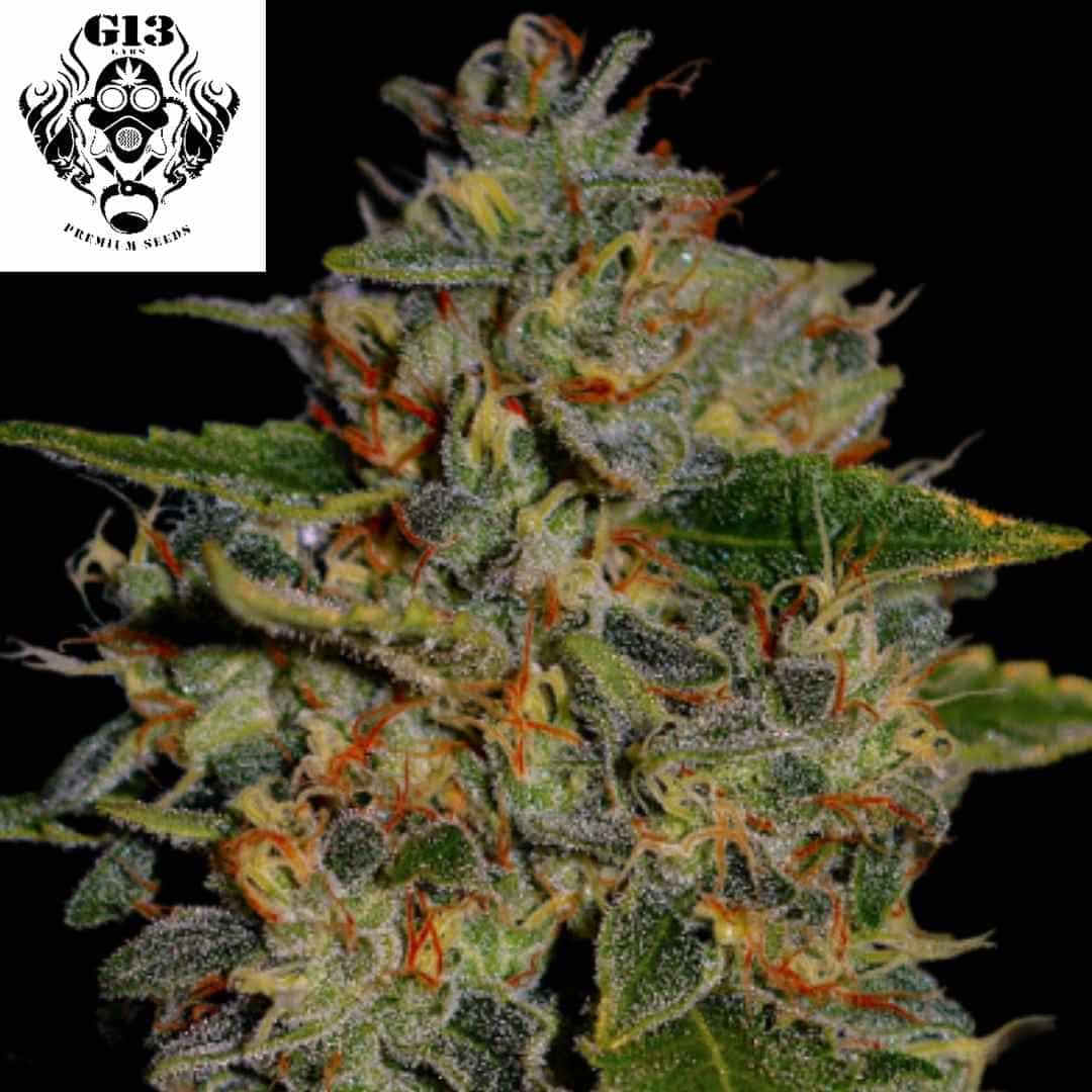 Harzige Apple Crumble Cannabisblüte mit dichten Trichomen, grünen Kelchen und orangefarbenen Pistillen in voller Reife