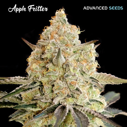 Kompakte Apple Fritter Blüte mit dichten, harzigen Trichomen und orangefarbenen Blütenhaaren vor schwarzem Hintergrund.