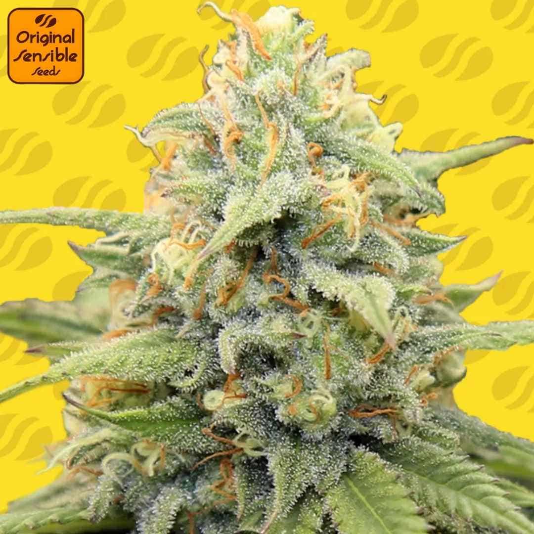 Frosted Guava Auto Blüte mit dichten Harzbuds und orangefarbenen Blütenhaaren