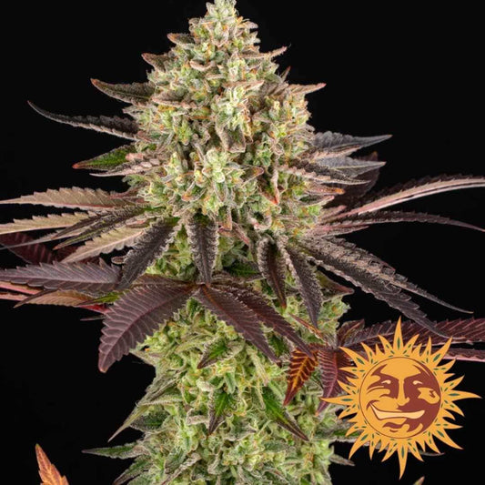 Apple Fritter Cannabisblüte mit dichten, harzreichen Buds und dunkelvioletten Zuckerblättern