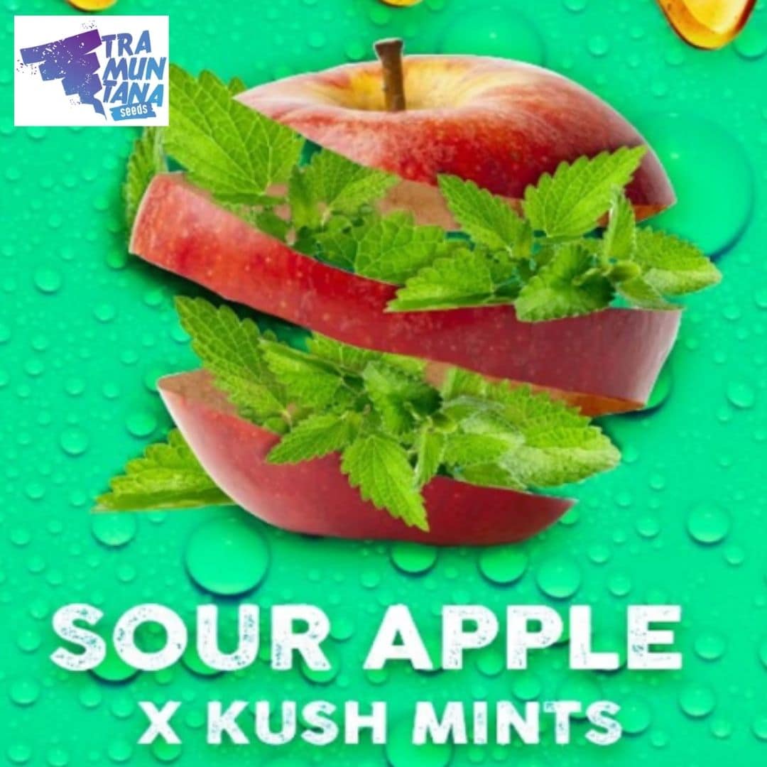 Apple Mints mit aufgeschnittenem rotem Apfel, frischen Minzblättern und der Kreuzung Sour Apple x Kush Mints.