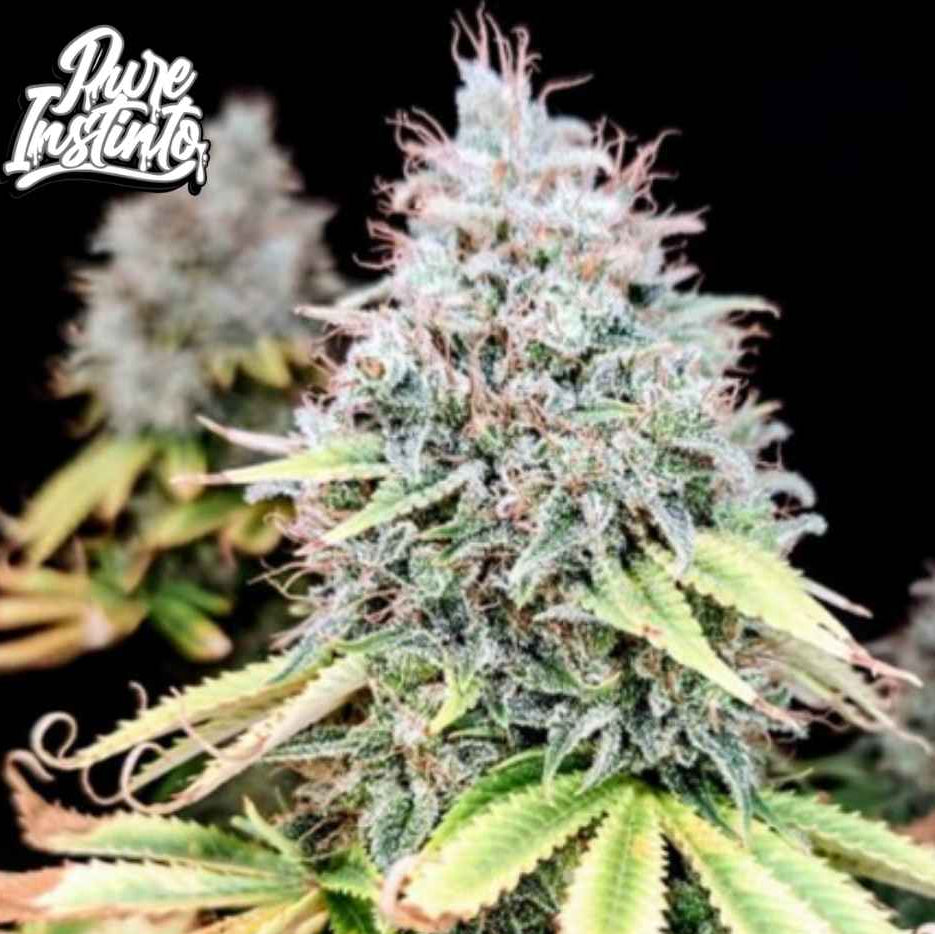 Apple OG Cannabisblüte mit dichter harziger Struktur und reifen Blättern während der Blütephase