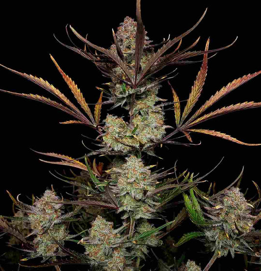 Großer Hauptbud von Auto Apple Strudel mit violetten Blättern und dichten Harztrichomen vor schwarzem Hintergrund