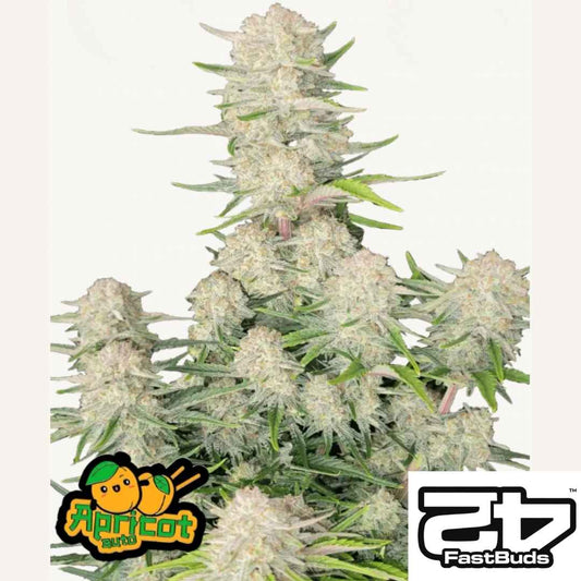 Apricot Auto Pflanze mit kompakten, harzbedeckten Buds und dichten Blüten von Fast Buds
