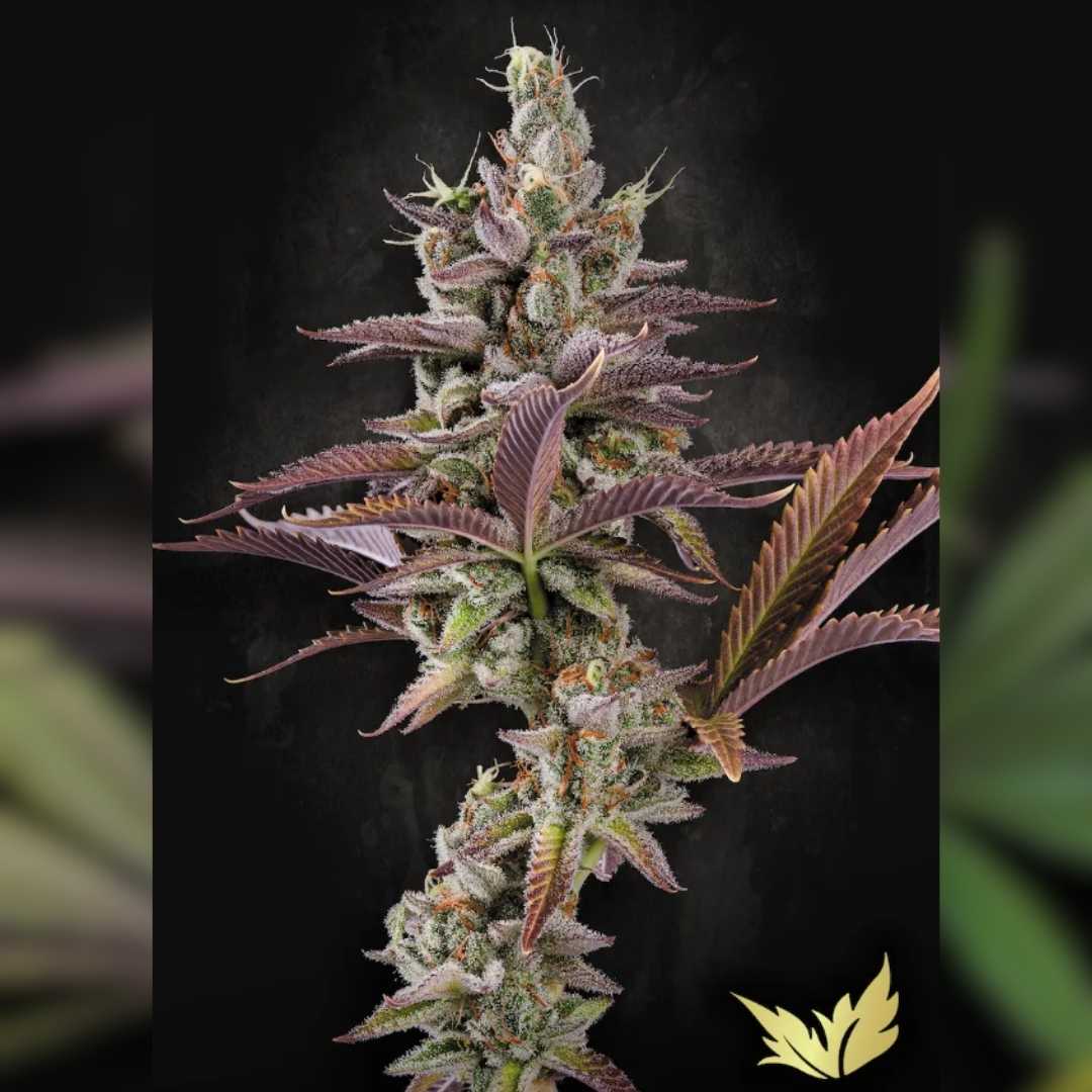 Apricot Candy Blüte mit violett-grünen Buds, dichter Harzschicht und orangefarbenen Blütenhaaren.