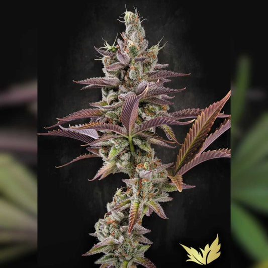 Apricot Candy Blüte mit violett-grünen Buds, dichter Harzschicht und orangefarbenen Blütenhaaren.