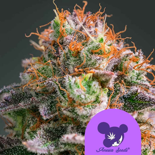 Apricot Oreoz Blüte mit violetten Kristallen, grünen Akzenten und leuchtend orangefarbenen Blütenhaaren