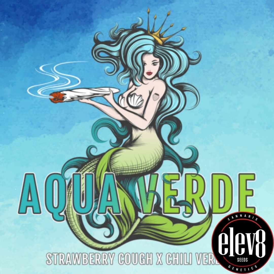 Aqua Verde Artwork mit Meerjungfrau und Hinweis auf Strawberry Cough x Chili Verde