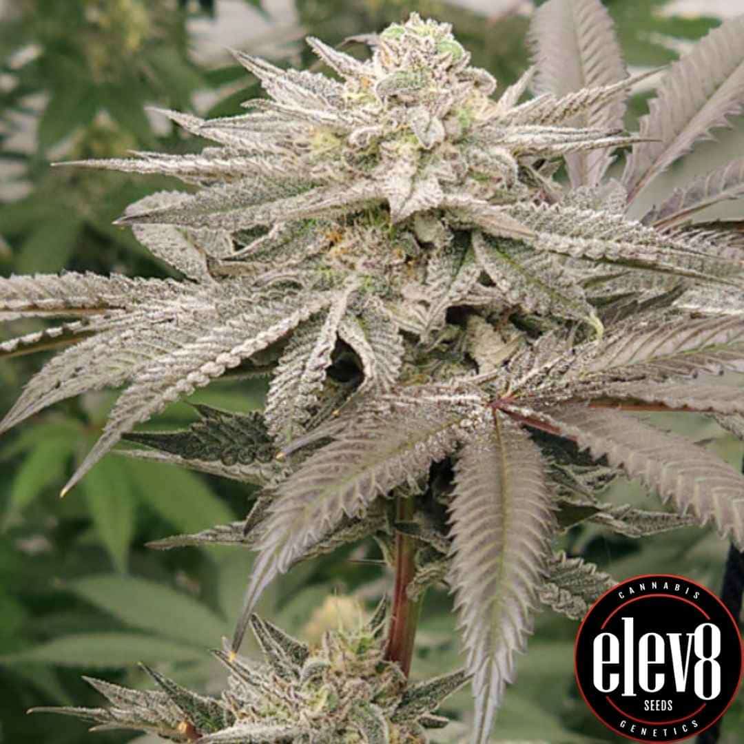 Harzige Aqua Verde Blüte mit dichten Trichomen und leicht violetten Akzenten