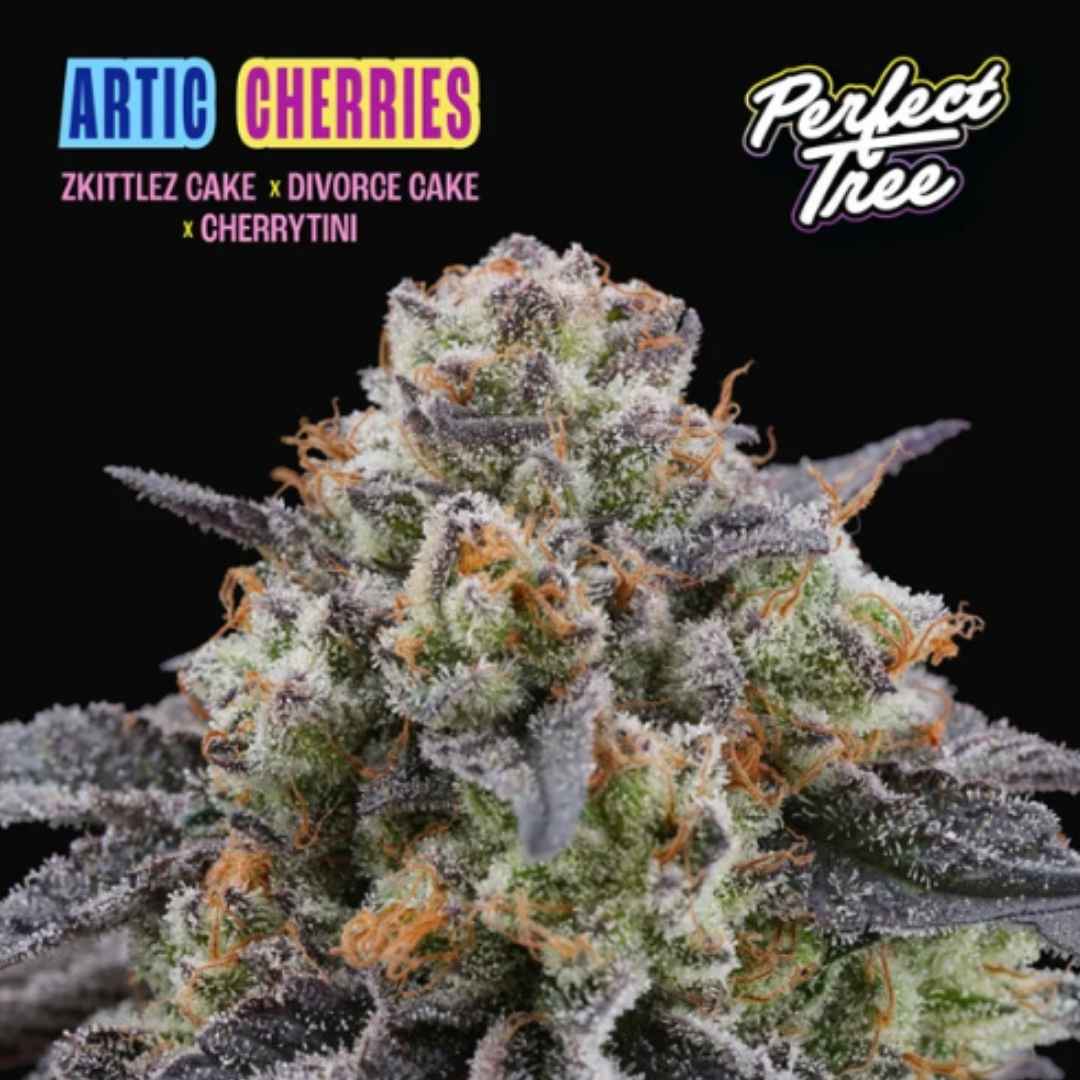 Super Watermelon Auto Blüte mit dichten, harzigen Buds und sichtbaren Trichomen an kompaktem Hauptcola