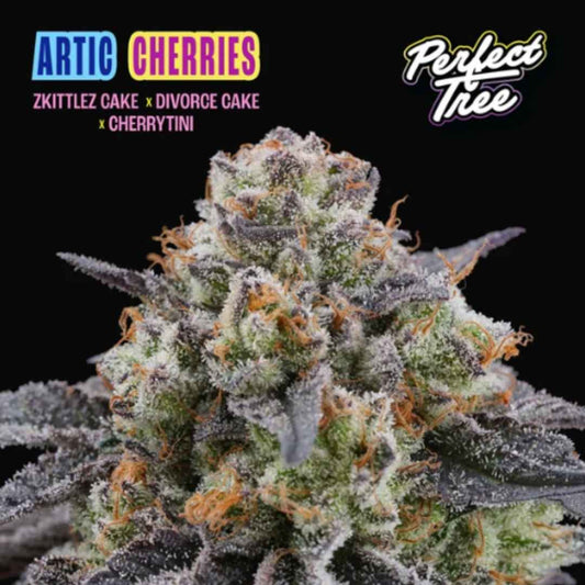 Super Watermelon Auto Blüte mit dichten, harzigen Buds und sichtbaren Trichomen an kompaktem Hauptcola