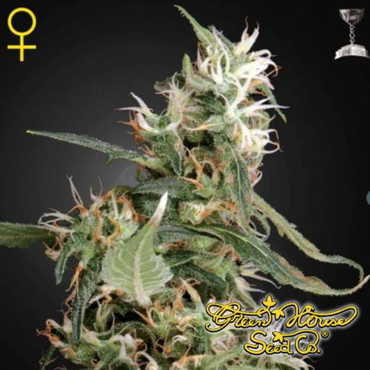 Arjan's Ultra Haze 1 Cannabisknospe mit langen weißen Blütenfäden, harzigen Trichomen und sativatypischer Struktur