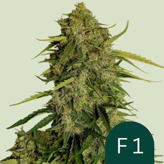 Atlas F1 Hauptcola mit dichten grünen Buds, orangefarbene Stigmen und reichlich glitzernde Trichome
