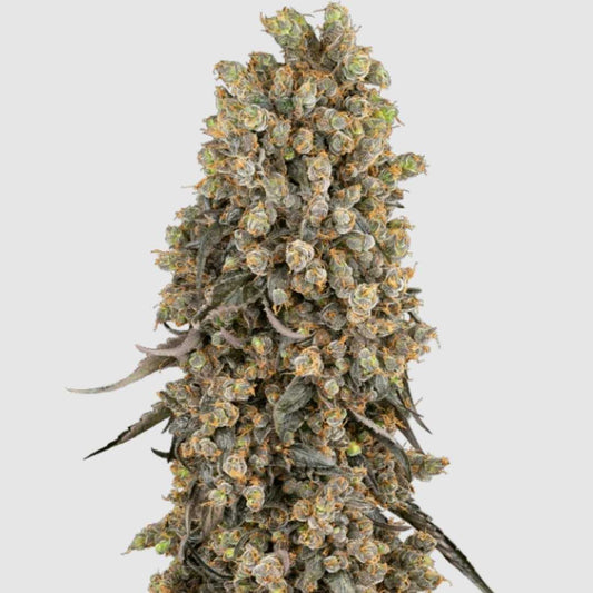 Reifer Atomic Blue Dream Hanfblütenstand mit Harztrichomen und orangefarbenen Blütenhärchen