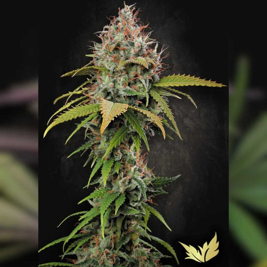 Dichte Atomical Haze Blüte mit orangefarbenen Härchen und glitzernden Trichomen auf kräftigen grünen Blättern.