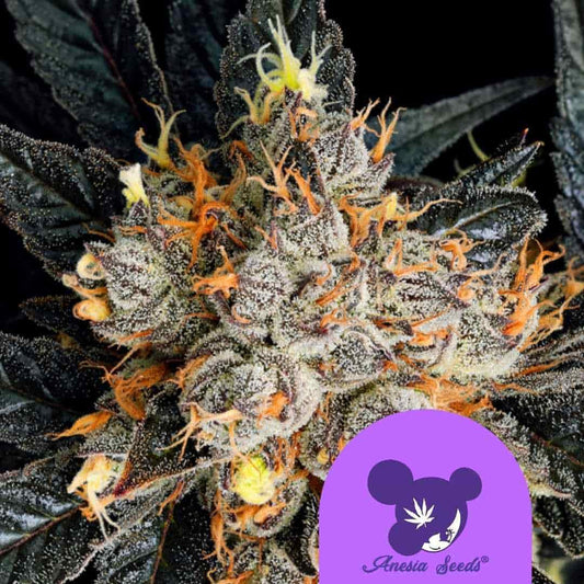 Aura Cannabisblüte mit dichten Harztrichomen und leuchtend orangen Blütenhärchen