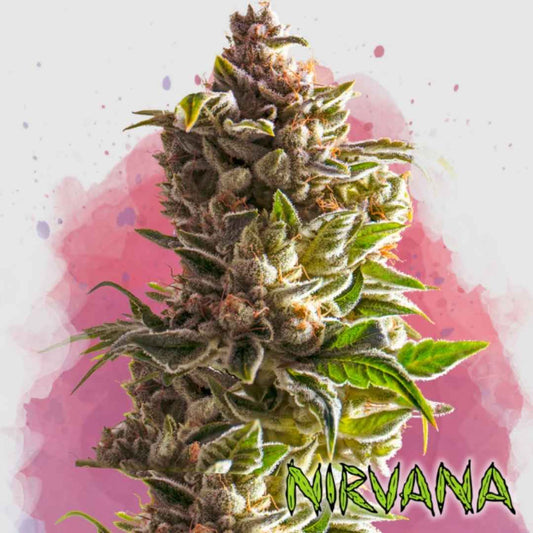 Aurora Indica Blüte mit dichten, harzigen Buds und kräftig grünen Blättern