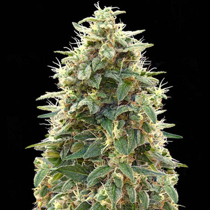 Auto 00 Cheese (00 Seeds) Feminisiert