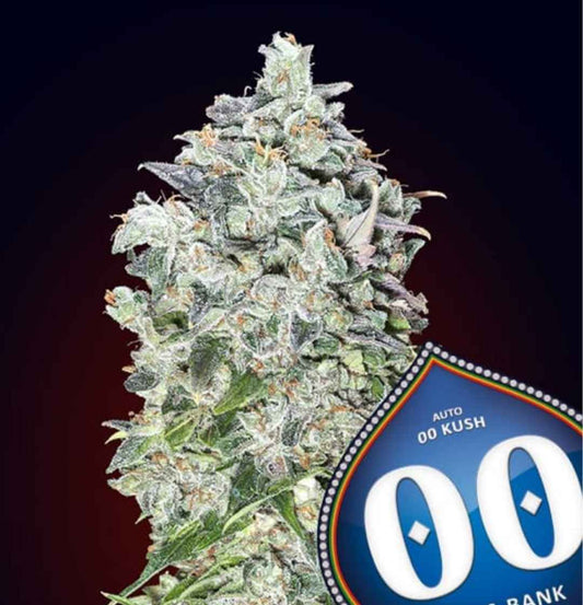 Dichter, harziger Cannabisblütenstand der Sorte Auto 00 Kush mit sichtbaren orangen Härchen und kristallklaren Trichomen.