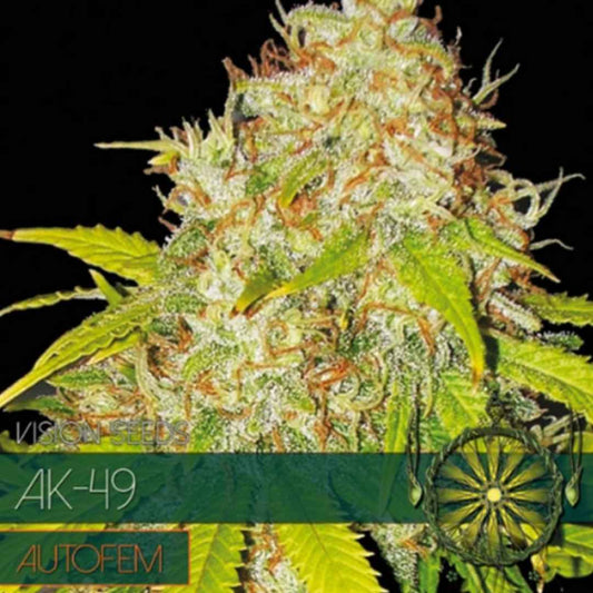 Auto AK-49 von Vision Seeds mit kompakter harziger Cannabisblüte und kräftigen grünen Zuckerblättern.