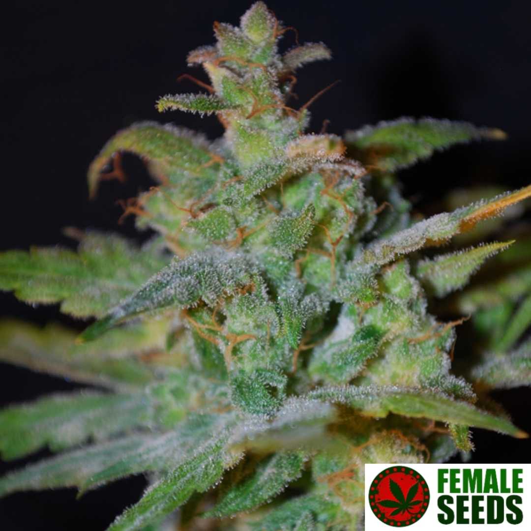 Auto AK Cannabisblüte mit dichten Buds, vielen glitzernden Trichomen und orangefarbenen Stempeln in fortgeschrittener Blüte